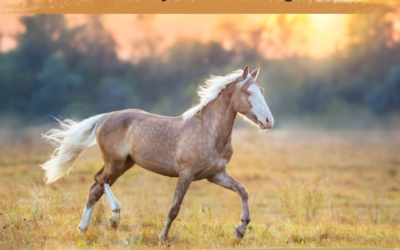 Tasuta õppekava veebinar: holistiline treening